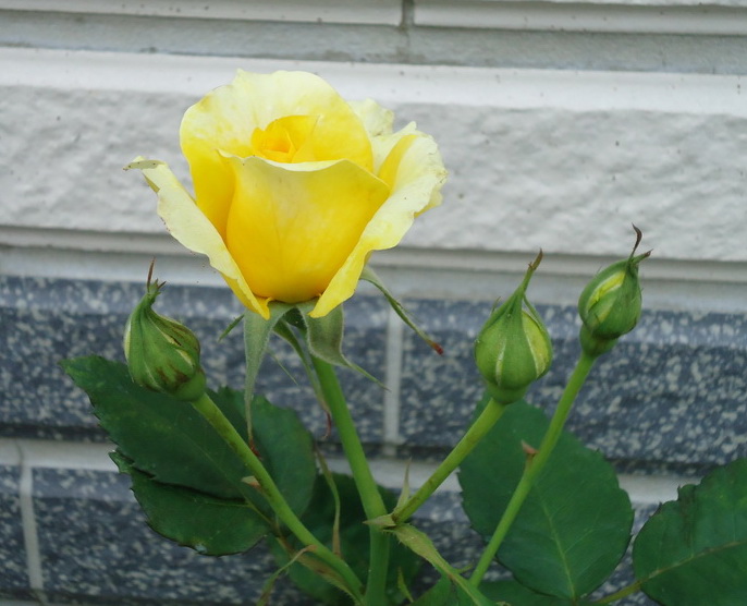 20170409 (13).JPG
